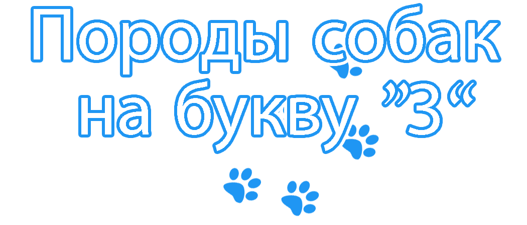 Породы собак на букву "З"